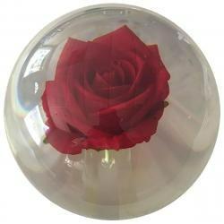 Clear Rose Polyester - OTB